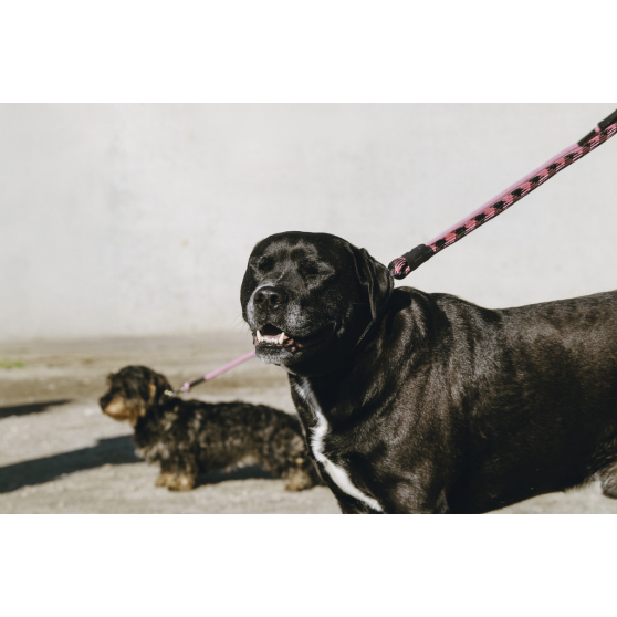 EQUITHÈME Haspen Dog Leash