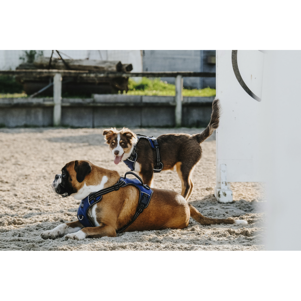 Harnais pour chien Riding World Simba
