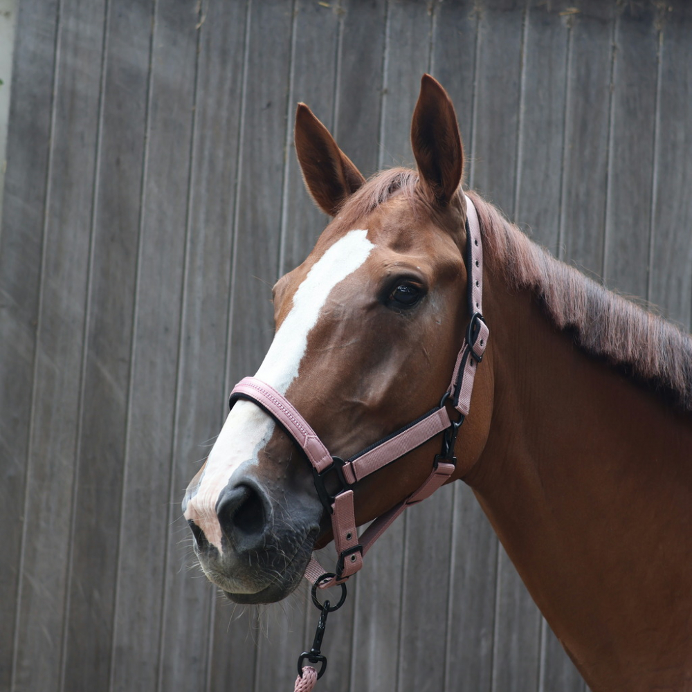 Lami-Cell Charming Hal­ter