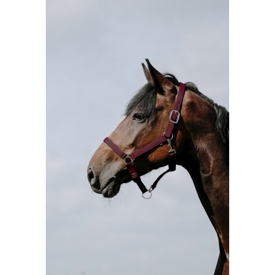 Riding World Cushion Halter