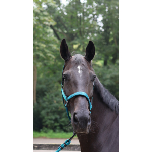 Lami-Cell Charming Hal­ter