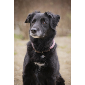 PENELOPE - Billie - Dog collar