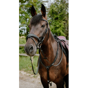 Norton Pop Bridle