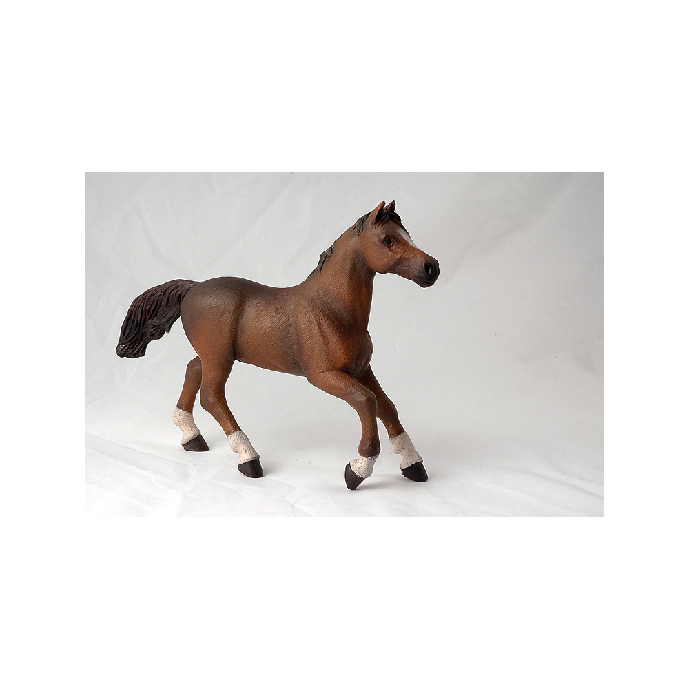 Papo Anglo-Arab mare