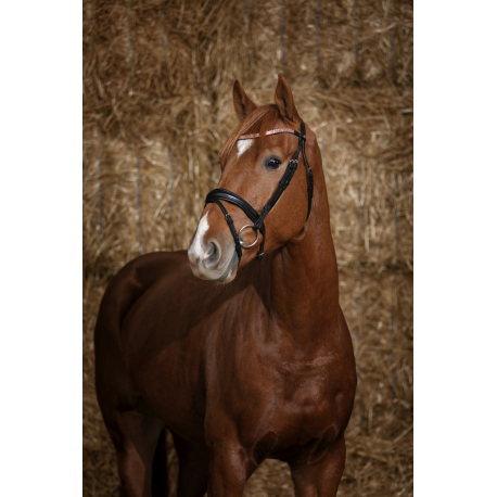 Bridon Norton Pro Brillant Bridon Norton Pro Brillant