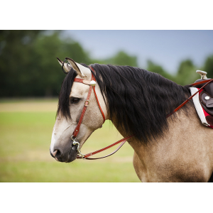 Westride Two Tone bridle