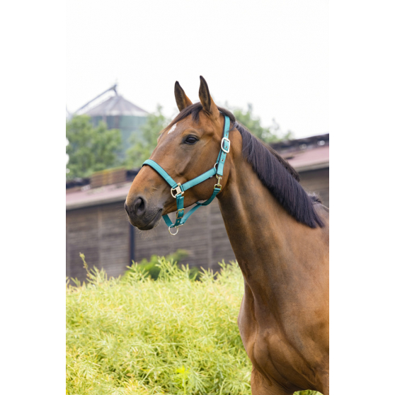 Licol simple - Equipement du cheval - Licols - equiDagen