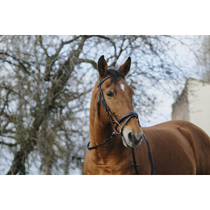 Norton Training Bridle