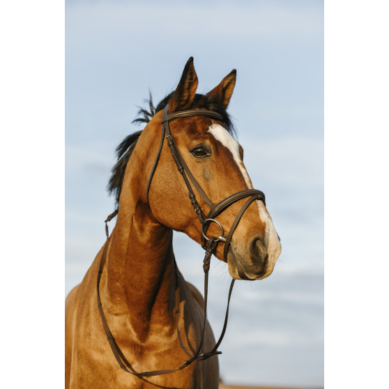 Riding World Bridle with a combined noseband