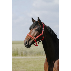 Riding World Cushion Halter