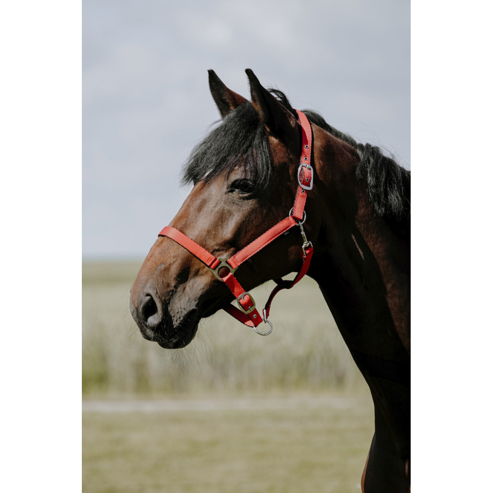 Riding World Cushion Halter